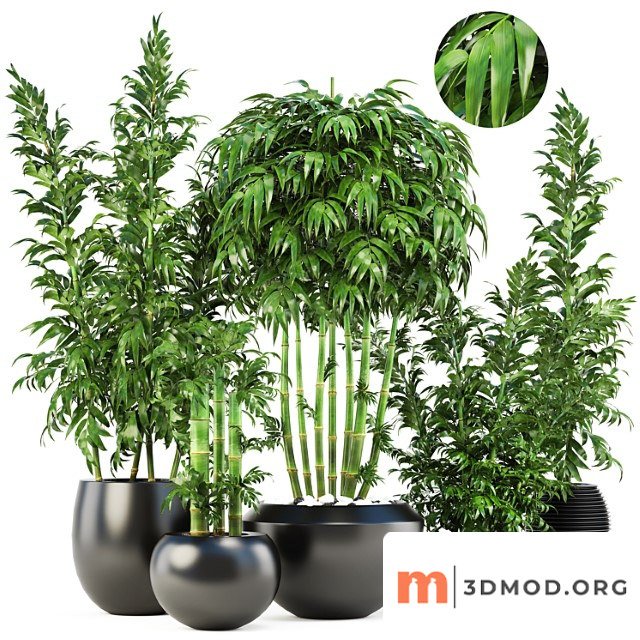 Collection of plants 131. bamboo trees, bamboo bush, black pot, flowerpot, indoor bamboo, exotic, thickets, bush, pebbles, flowerpot