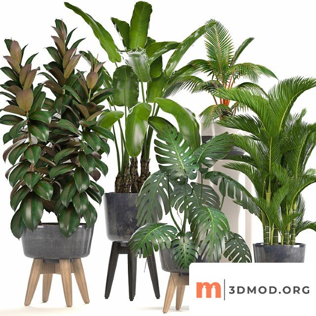Collection of plants. ficus, bushes, banana, strelitzia, monstera, rapis, palm tree, coconut tree, exotic plants, ficus abidjan, strelitzia, eco design
