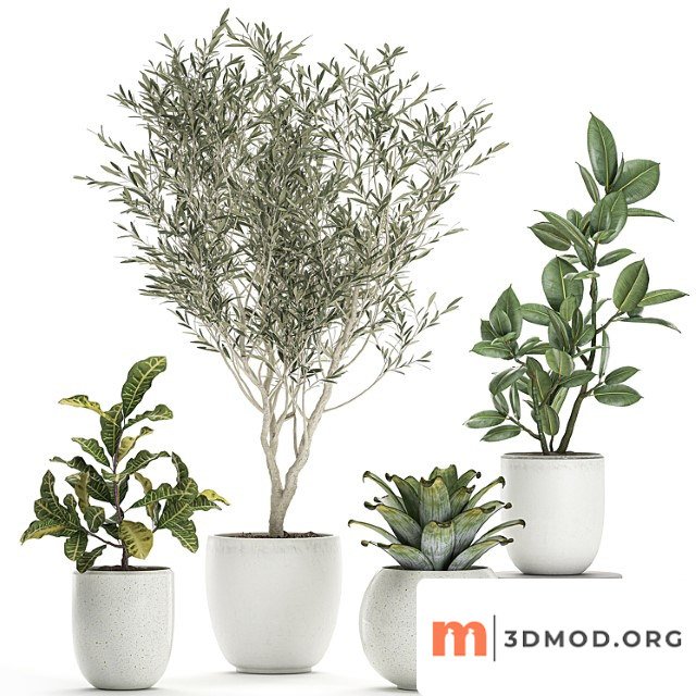 Collection of small ornamental plants in white pots with olive tree, ficus, croton, bromelia, sapling. set 676