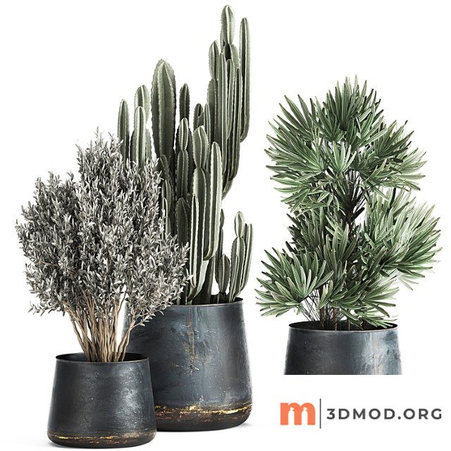 Collection of small plants in luxury pots with cactus, palm, olive, tree, rapeseed, raphis, cereus. set 870.