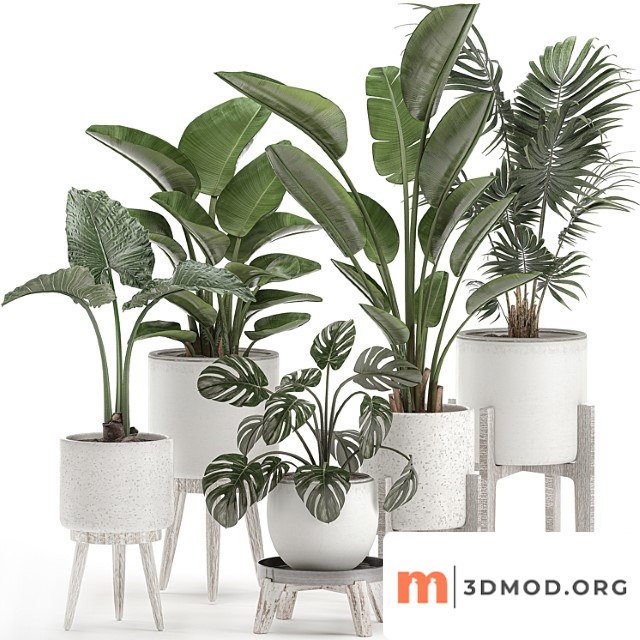 Collection of small plants in white pots on legs with strelitzia, banana palm, hovea, monstera, alokasia. set 557.