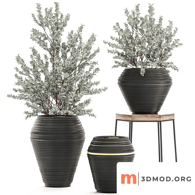 Collection with a small decorative tree eucalyptus ash bush in a black ethnic pot vase. set 534.