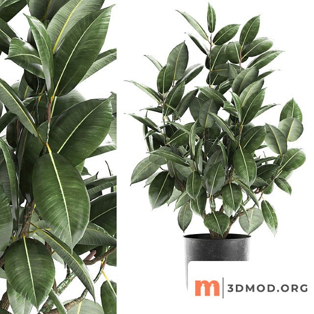 Decorative lush small tree with leaves in a black pot ficus rubberiferous, robusta, elastic . 852.