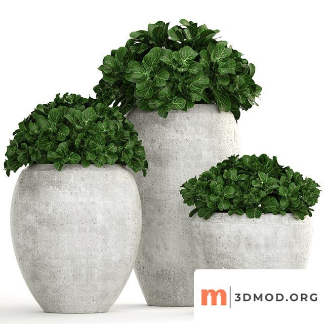 Plant Collection 146 Bush Bushes Garden Plants Concrete Pot Flowerpot Outdoor Decorative