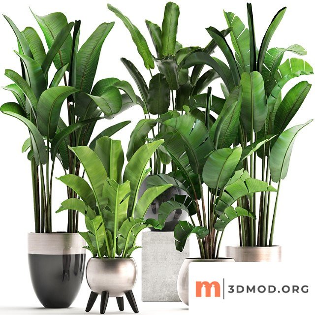 Plant collection 308. strelitzia, banana, ravenala, pot, flowerpot, indoor plants, luxury, strelitzia, luxury pot, decor, bushes, thickets